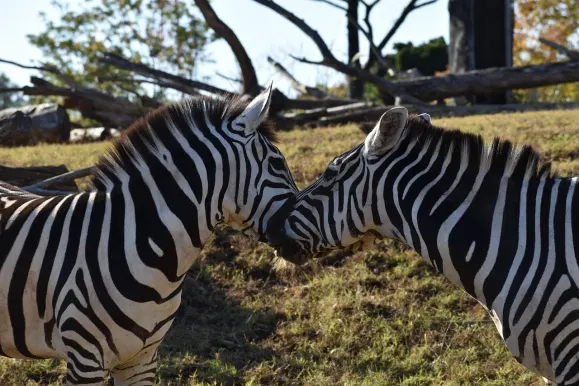 LunarSlots Casino Soporte